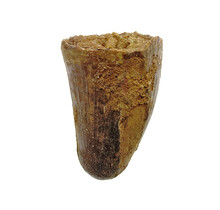 Real dinosaur tooth from a Spinosaurus