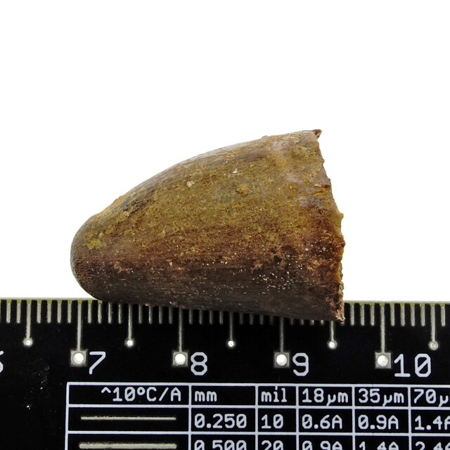 Real dinosaur tooth from a Spinosaurus