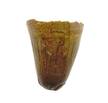 Real dinosaur tooth from a Spinosaurus