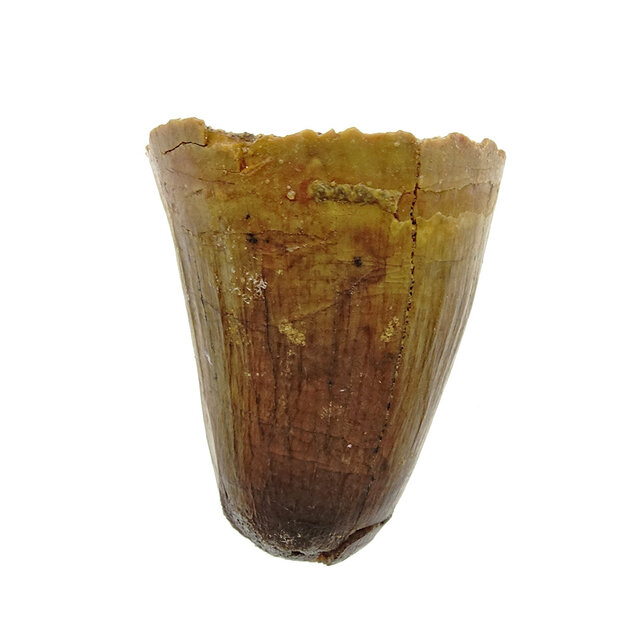 Real dinosaur tooth from a Spinosaurus