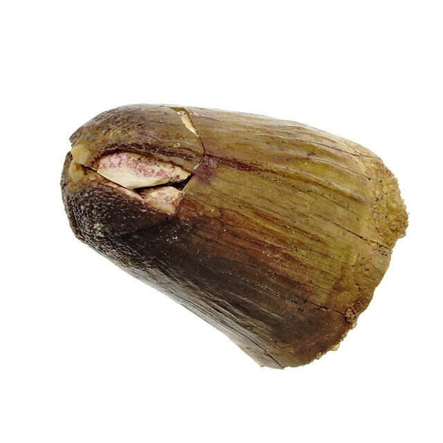 Echt Dinosaurier Zahn spinosaurus