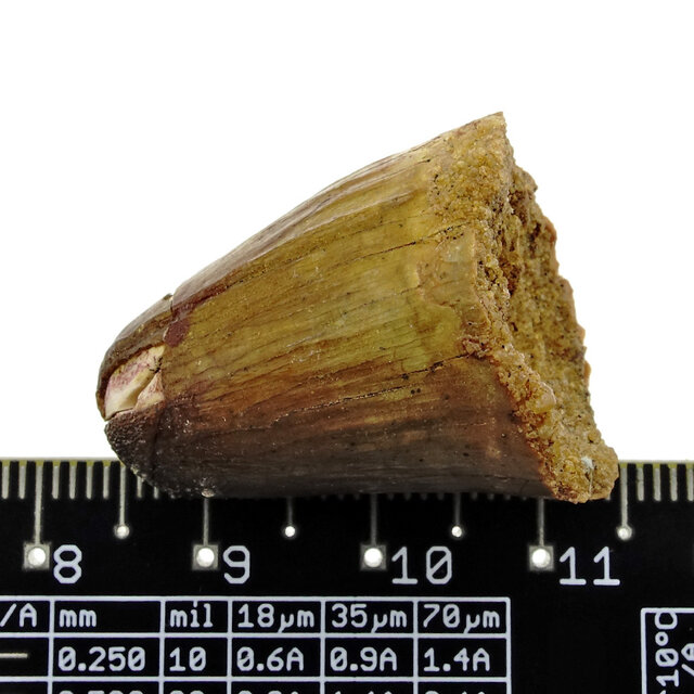 Real dinosaur tooth from a Spinosaurus