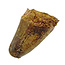 Real dinosaur tooth from a Spinosaurus