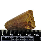Real dinosaur tooth from a Spinosaurus