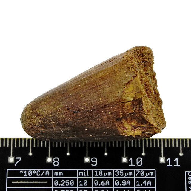 Real dinosaur tooth from a Spinosaurus