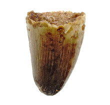 Real dinosaur tooth from a Spinosaurus