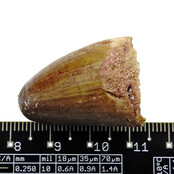 Echte dinosaurus tand van de spinosaurus