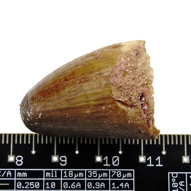 Echte dinosaurus tand van de spinosaurus