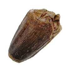 Spinosaurus tooth