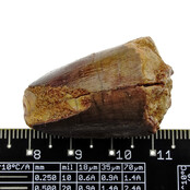 Real dinosaur tooth from a Spinosaurus