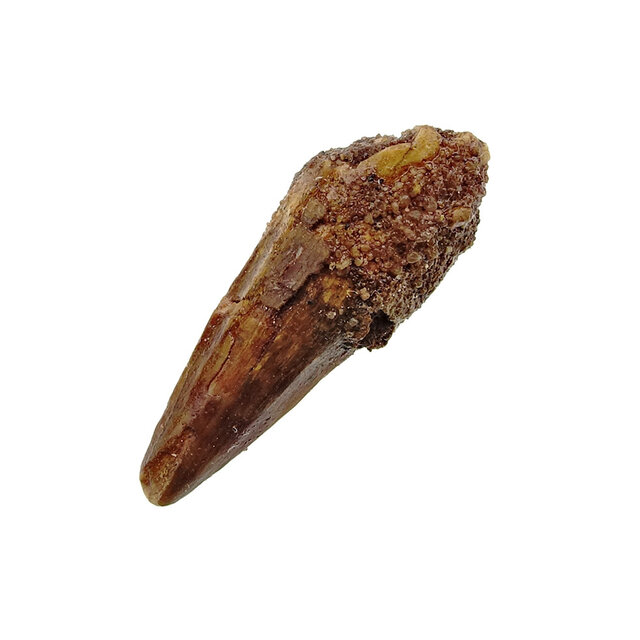 Pterosauriër tand uit Marokko