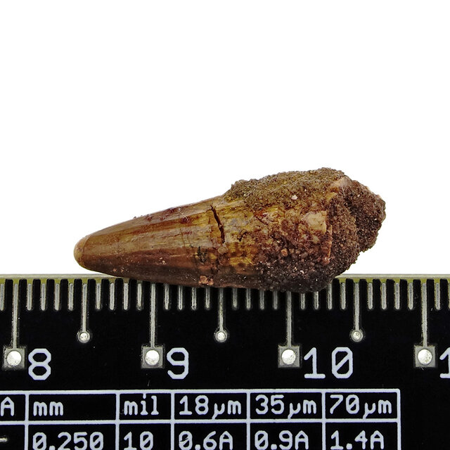 Pterosaur tooth from Morocco