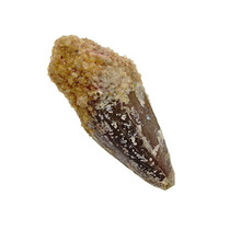 Pterosauriër tand uit Marokko