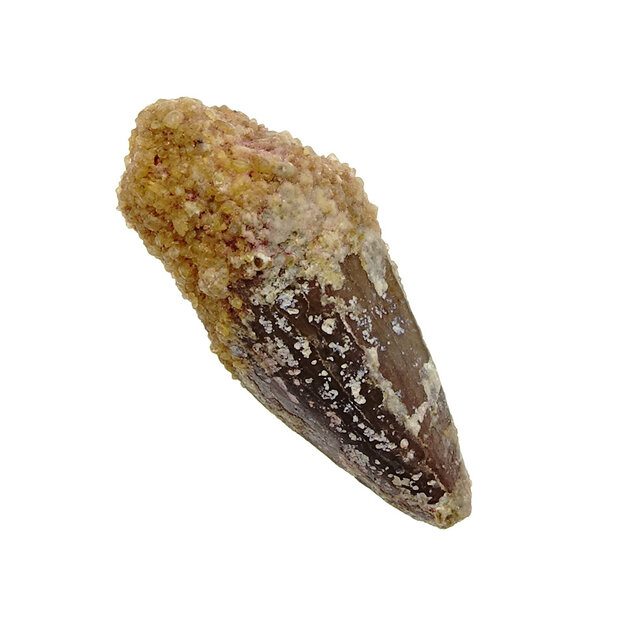 Pterosauriër tand uit Marokko