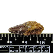 Pterosaur tooth from Morocco