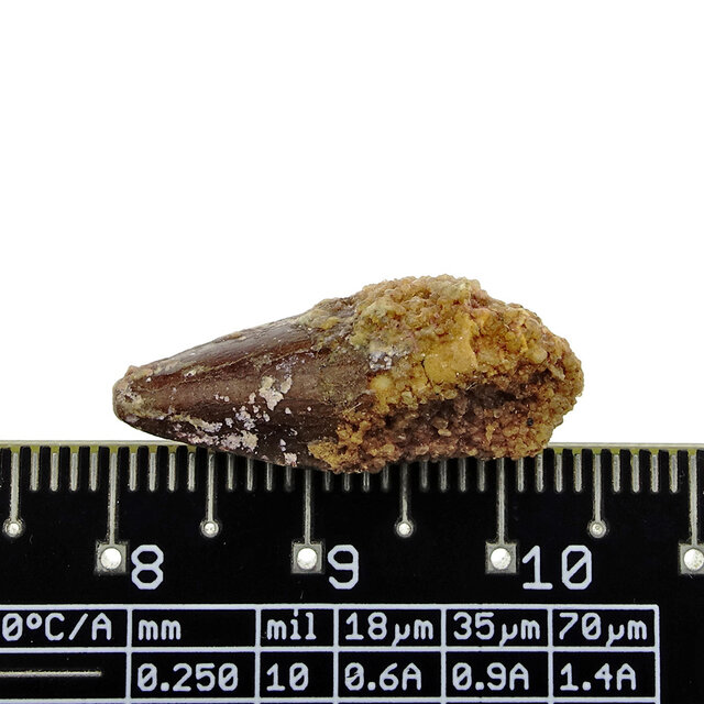 Pterosaur tooth from Morocco