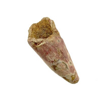 Pterosaur tooth from Morocco