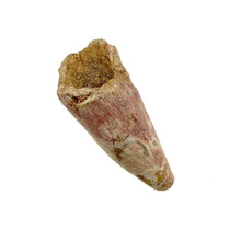 Pterosaur tooth