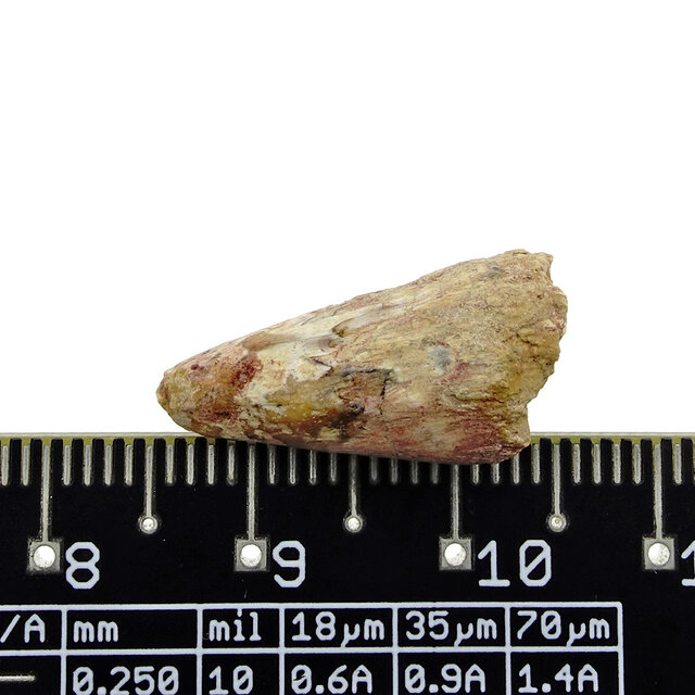 Pterosaur tooth from Morocco