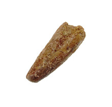 Pterosaur tooth from Morocco