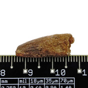 Pterosaur tooth from Morocco