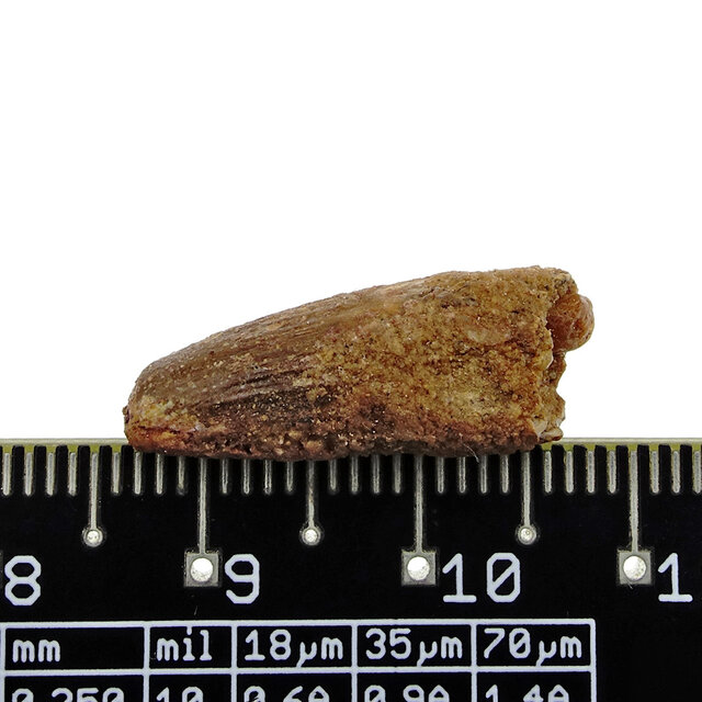 Pterosaur tooth from Morocco