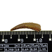 Pterosaur tooth from Morocco