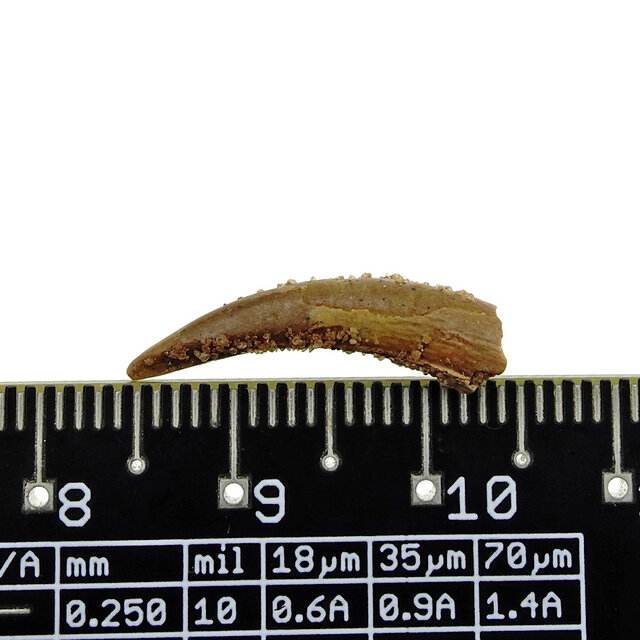 Pterosaur tooth from Morocco
