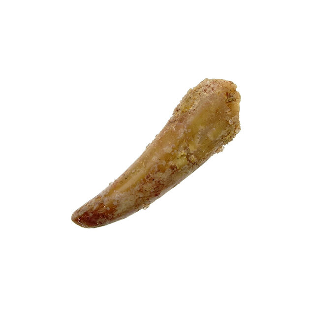 Pterosaur tooth from Morocco