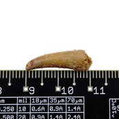 Pterosaur tooth from Morocco