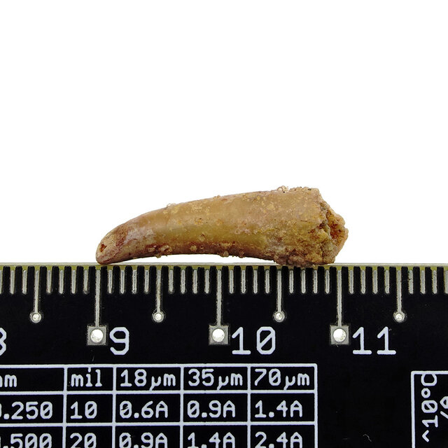 Pterosaur tooth from Morocco