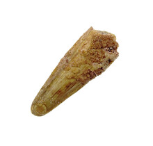 Pterosauriër tand uit Marokko