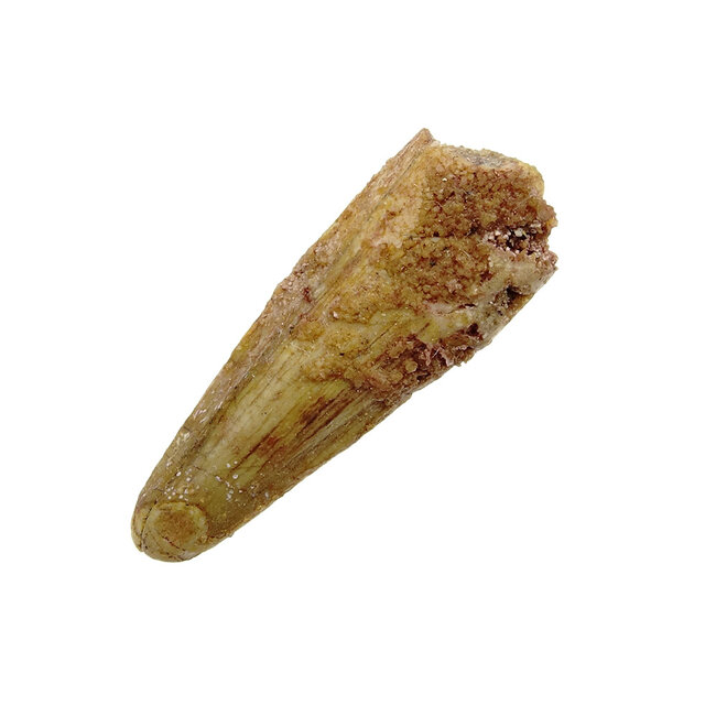 Pterosauriër tand uit Marokko