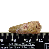 Pterosauriër tand uit Marokko