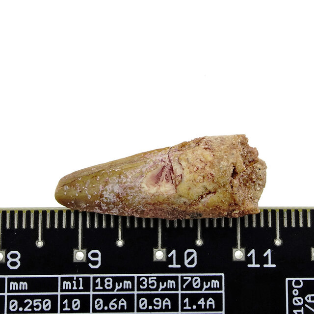 Pterosauriër tand uit Marokko