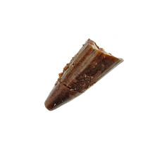 Pterosaur tooth from Morocco