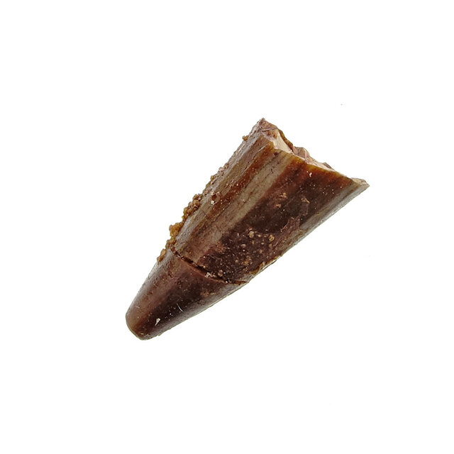 Pterosauriër tand uit Marokko