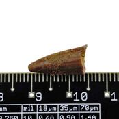 Pterosaur tooth from Morocco
