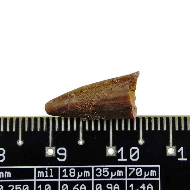 Pterosaur tooth from Morocco