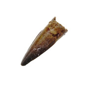 Pterosaur tooth from Morocco