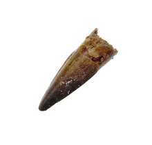 Pterosaur tooth from Morocco