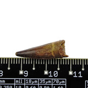Pterosaur tooth from Morocco