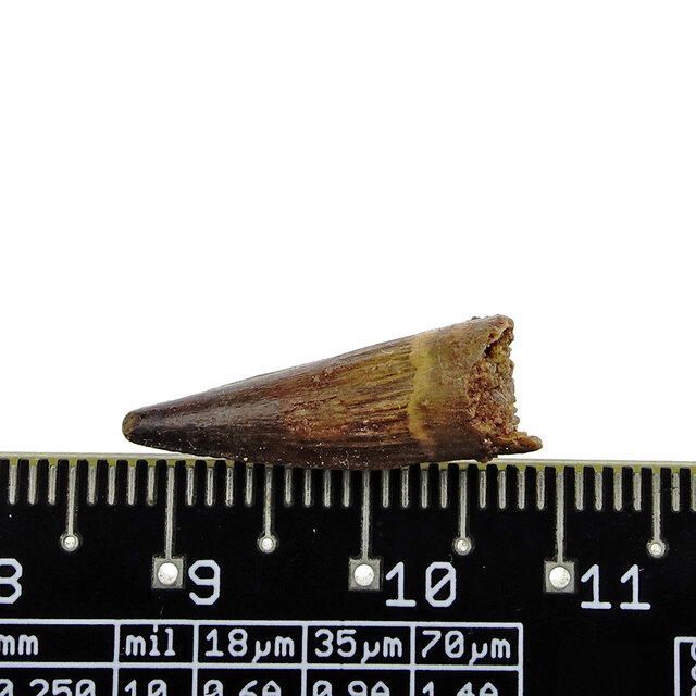 Pterosaur tooth from Morocco