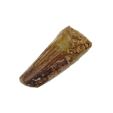 Pterosaur tooth