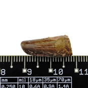 Pterosaur tooth from Morocco