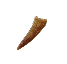 Pterosauriër tand uit Marokko