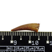 Pterosaur tooth from Morocco
