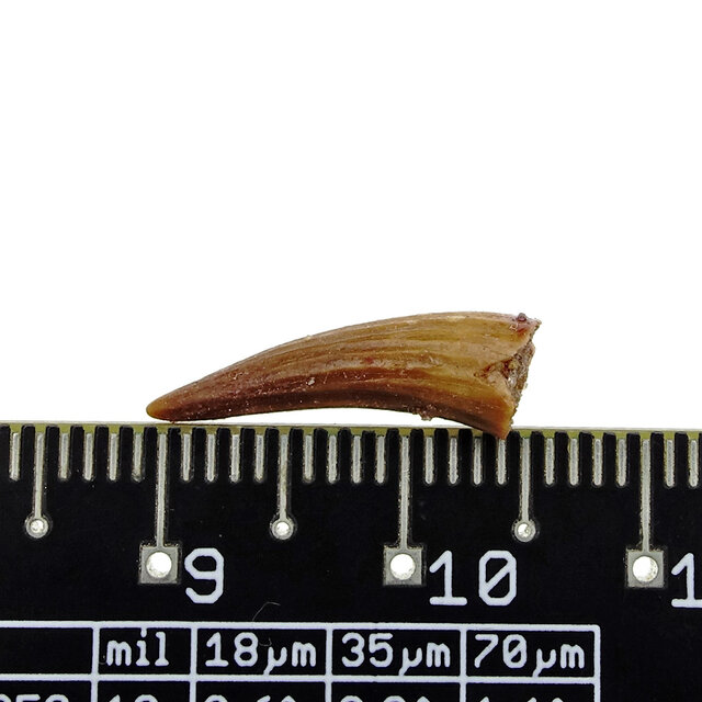 Pterosaur tooth from Morocco