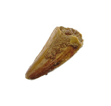 Pterosauriër tand uit Marokko