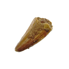 Pterosaur tooth